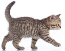 What Movement and Gait Tell You About Your Cat | Fear Free Happy Homes